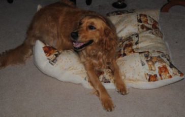 doggie fabric made into patch work and turned into a dog bed