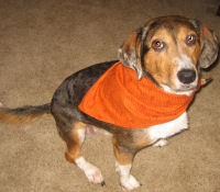 Thanksgiving and Halloween fabrics put together to make a reversible bandana for dogs