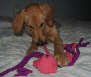made from an old tshirt and a tennis ball an adorable octopus dog toy