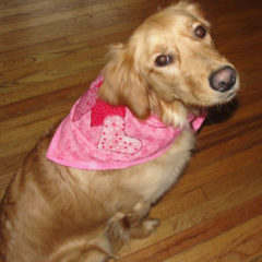 Valentine's Day bandana with hearts for dog